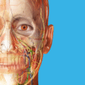 Human Anatomy Atlas 2026.png
